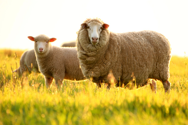 1-sheep-in-paddock-1429670586781
